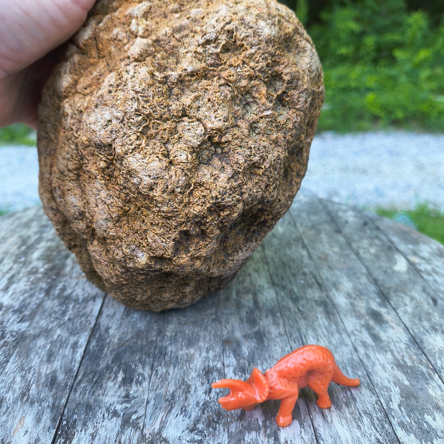 10.13 lb Kentucky Geode, Unopened, Natural Crystal Geode + Bonus – Hand-Collected at Fishing Creek, KY