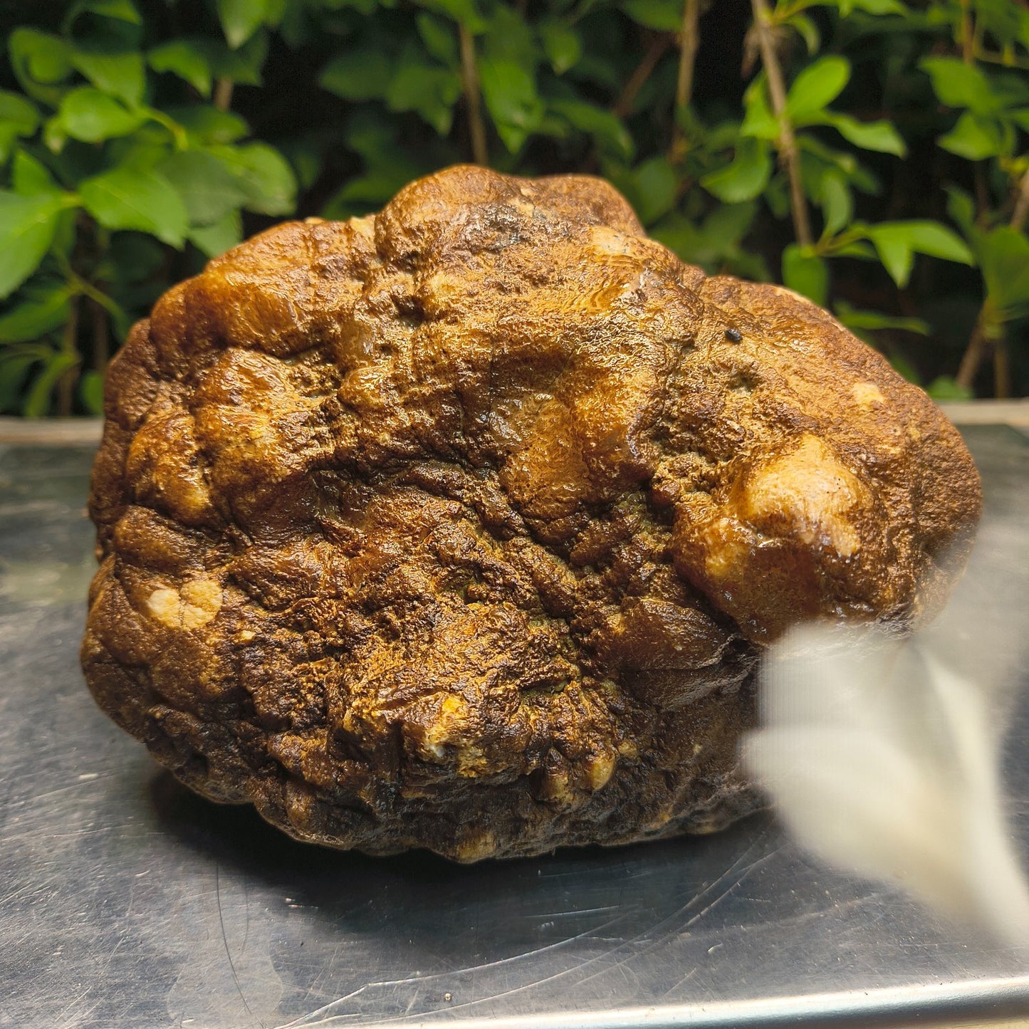 Kentucky Crystal Geode, Natural Druzy Quartz Geode, 4.53 lb Educational Specimen – Fishing Creek, KY