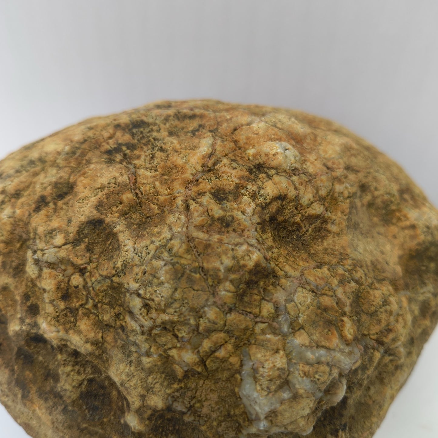 4.44 lb Kentucky Geode, Unopened Exact Specimen, Natural Whole Geode – Fishing Creek, KY