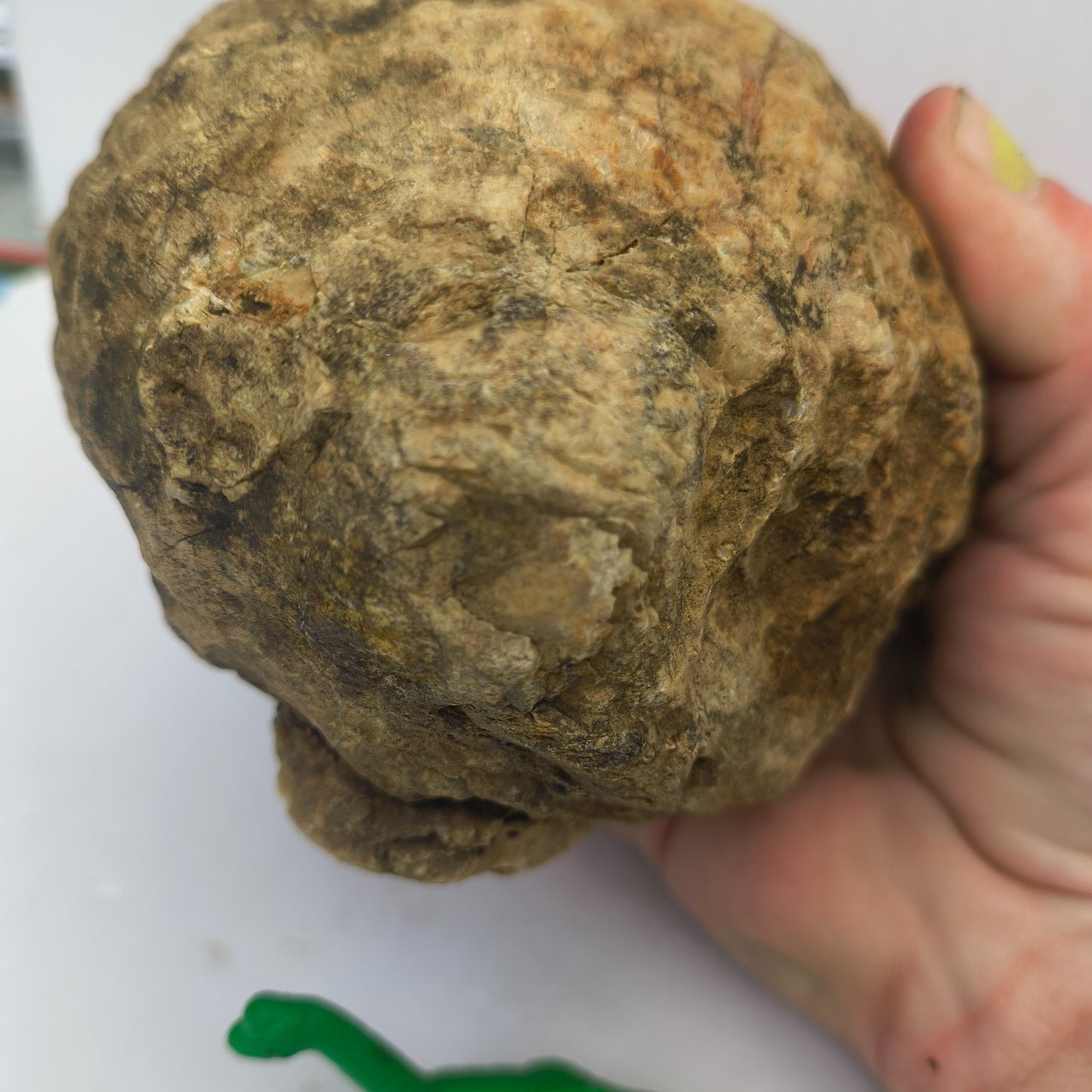 4.44 lb Kentucky Geode, Unopened Exact Specimen, Natural Whole Geode – Fishing Creek, KY
