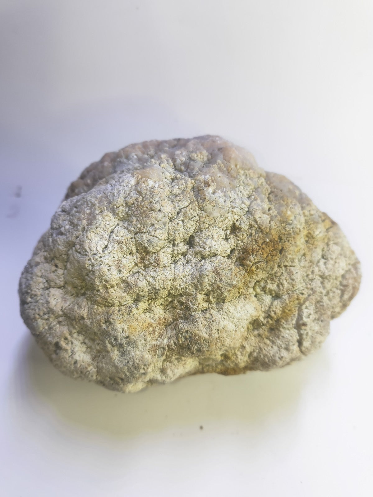 Exact Kentucky Geode Rattler, 7 Inch Hollow Crystal Specimen, Unopened 17 Inch Circ – Fishing Creek, KY