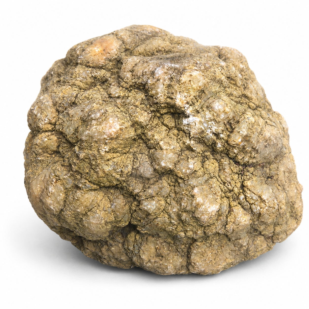 Kentucky Geode, 6.01 lb Whole Unopened Natural Quartz Crystal Rock, 6 Inch – Fishing Creek, KY