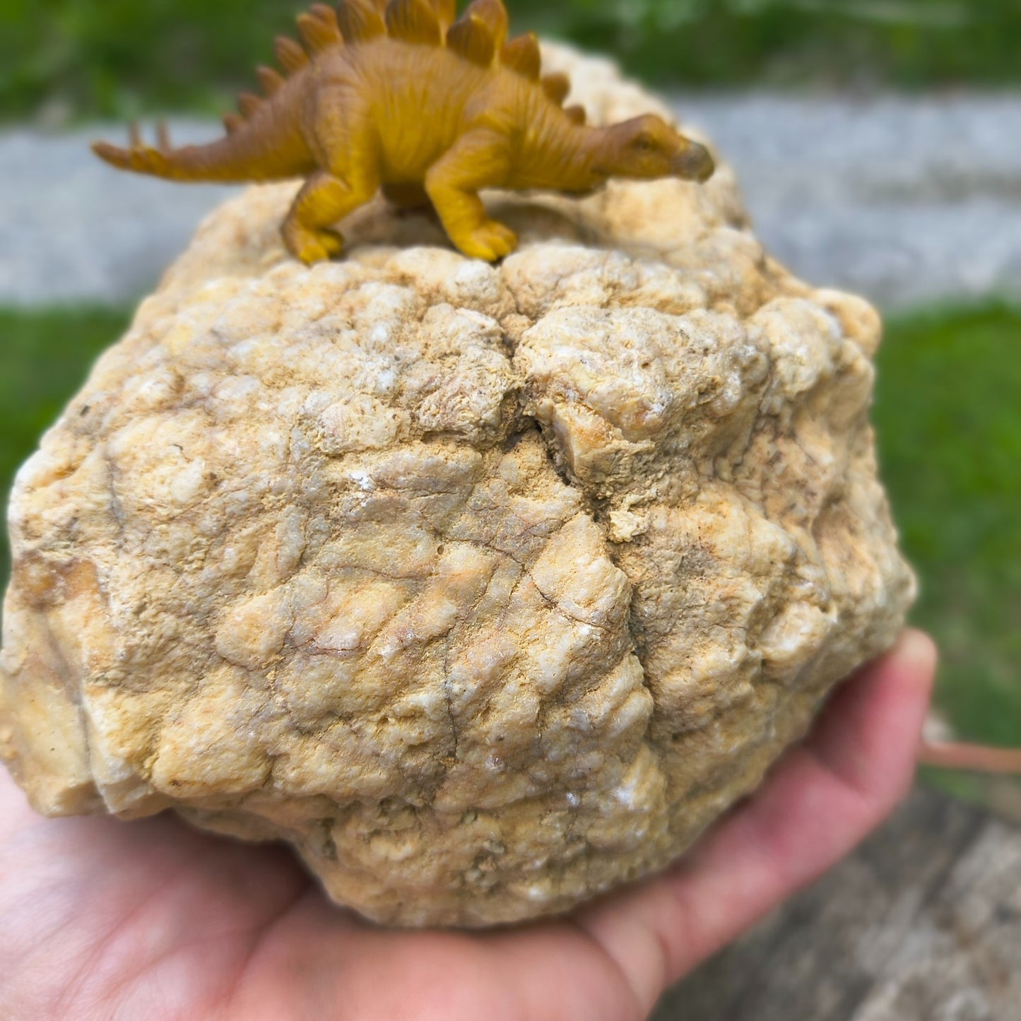 3.67 lb Natural Kentucky Geode, Unopened Whole Exact Specimen, 14 Inch Circ, Bonus – Fishing Creek, KY