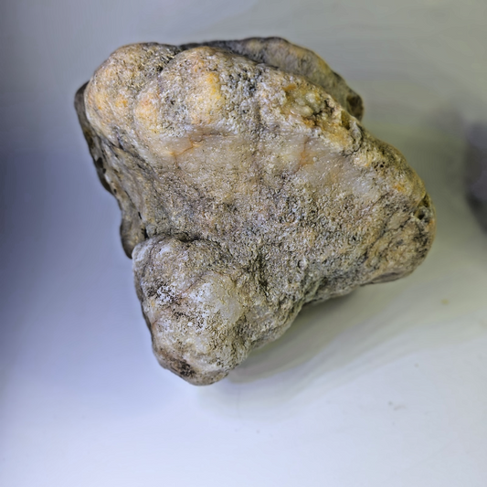 5.81 lb Kentucky Fossil Geode, Horn Coral Crinoid, 7.5 Inch, Hand Picked KY Natural – Fishing Creek, KY