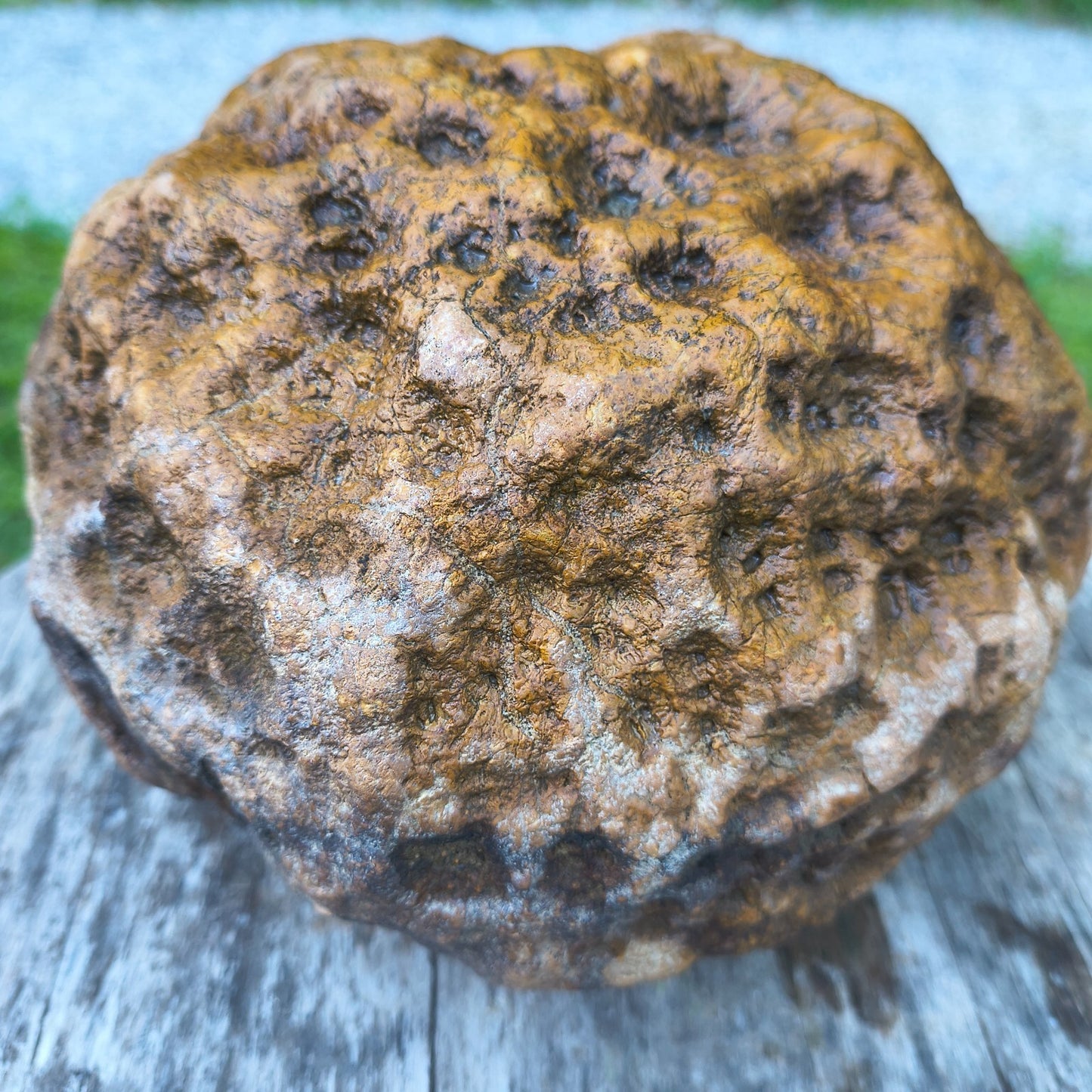 10.07 lb Kentucky Geode, Unopened, Natural Crystal Geode + Bonus – Hand-Collected at Fishing Creek, KY