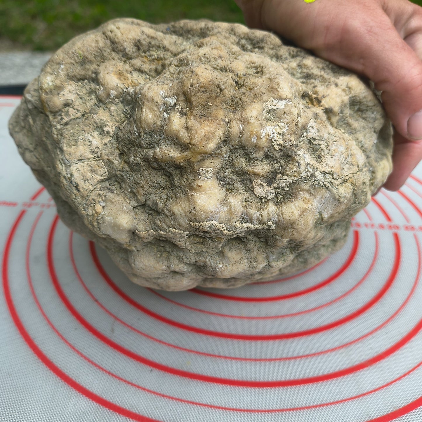 Kentucky Geode, Unopened Natural Quartz Crystal, Crack Your Own, 11.71 lb – Fishing Creek, KY
