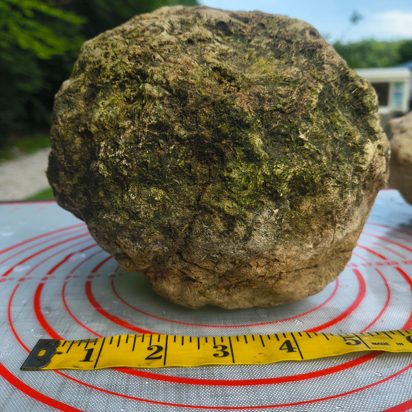 10.14 lb Unopened Large Geode Nodule, Natural Quartz Crystal, Uncut – Hand-Collected at Fishing Creek, KY