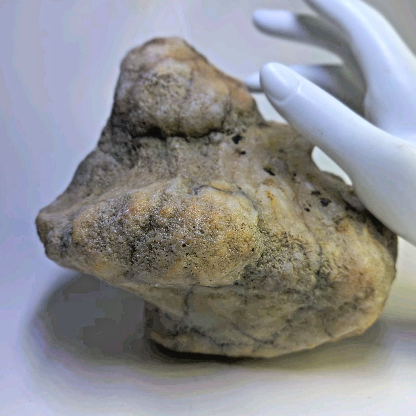 5.81 lb Kentucky Fossil Geode, Horn Coral Crinoid, 7.5 Inch, Hand Picked KY Natural – Fishing Creek, KY