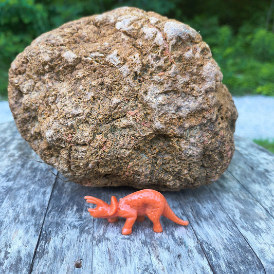 10.13 lb Kentucky Geode, Unopened, Natural Crystal Geode + Bonus – Hand-Collected at Fishing Creek, KY