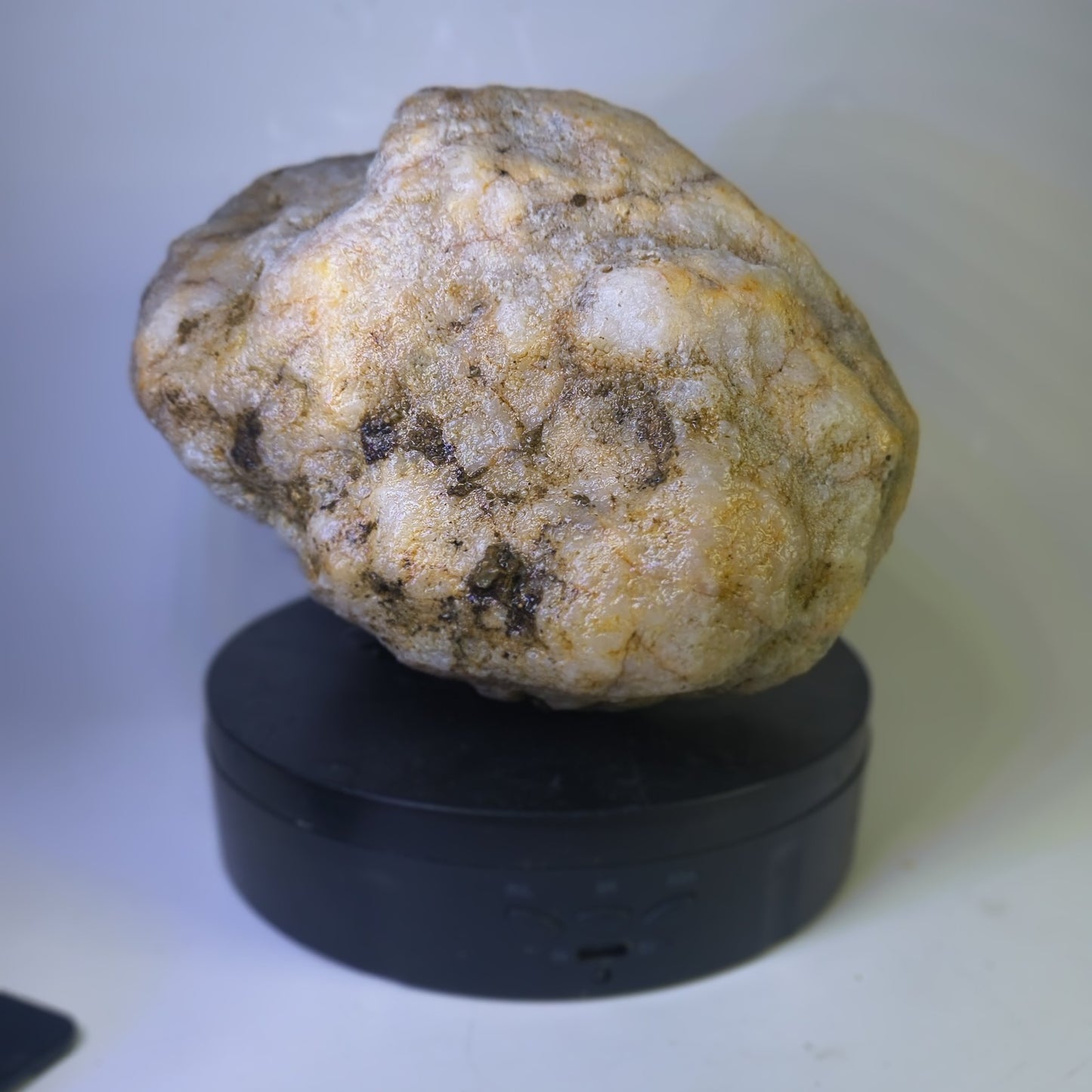 5.81 lb Kentucky Fossil Geode, Horn Coral Crinoid, 7.5 Inch, Hand Picked KY Natural – Fishing Creek, KY