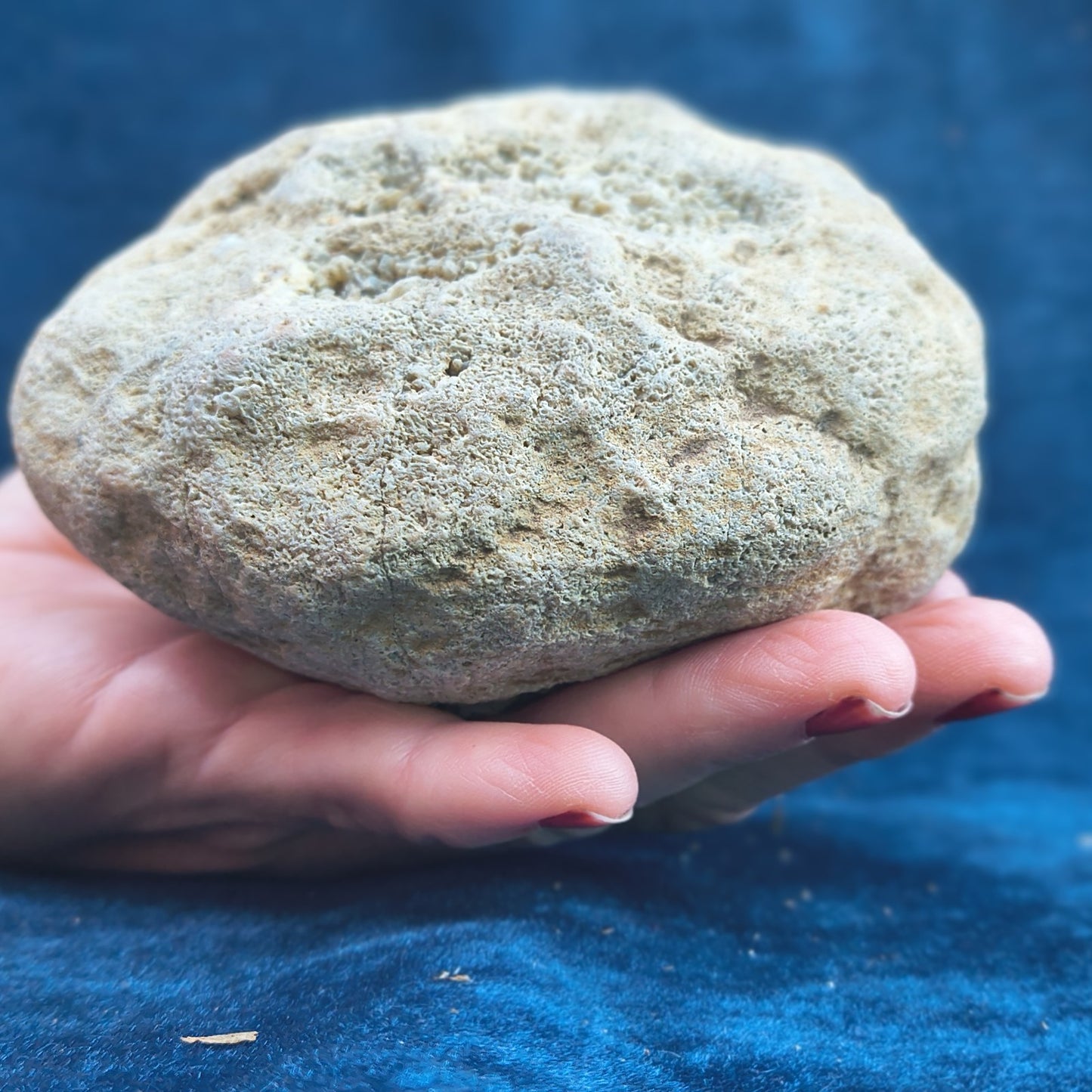 2+ lb Large Unopened Kentucky Geode, 3-5 Inch, Break Your Own Quartz Crystal – Fishing Creek, KY