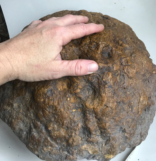 Exact Kentucky Geode, 35 lb Natural Crystal Nodule Specimen – Fishing Creek, KY