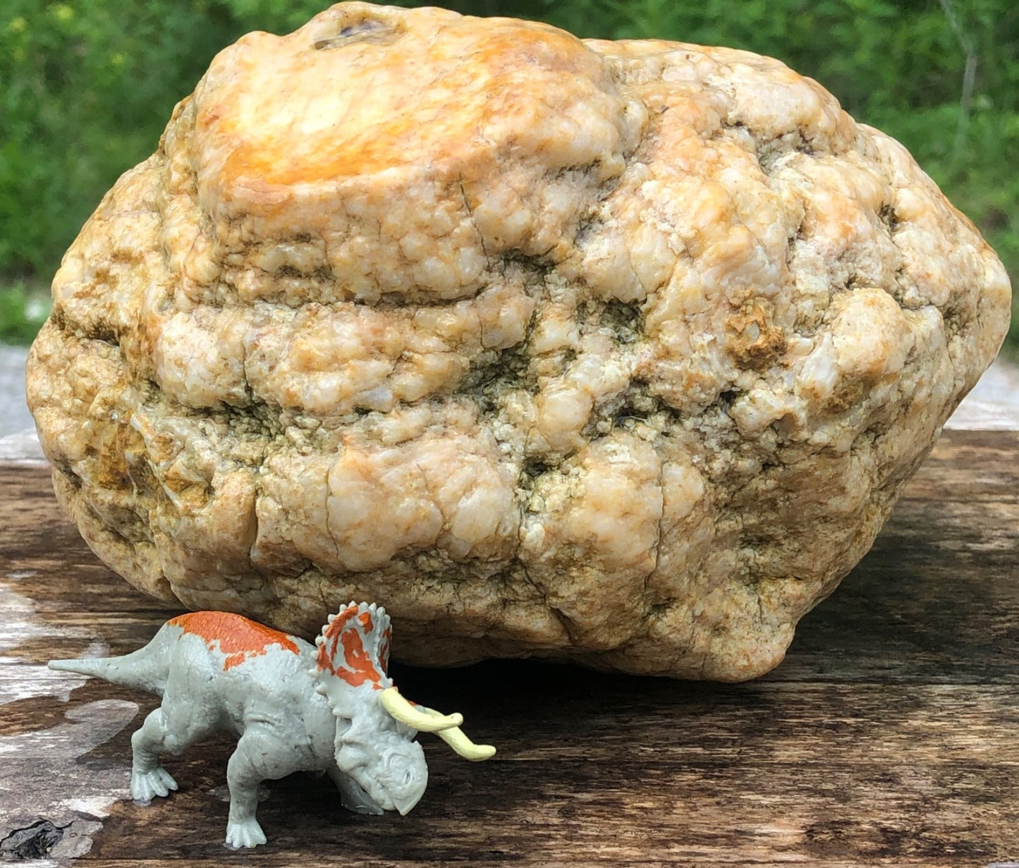 Unopened Kentucky Geode — 7" Wide Large Display Nodule, Crack Your Own