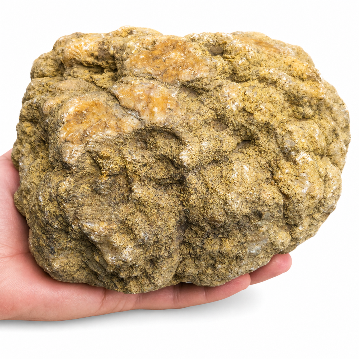 Kentucky Geode, 6.01 lb Whole Unopened Natural Quartz Crystal Rock, 6 Inch – Fishing Creek, KY