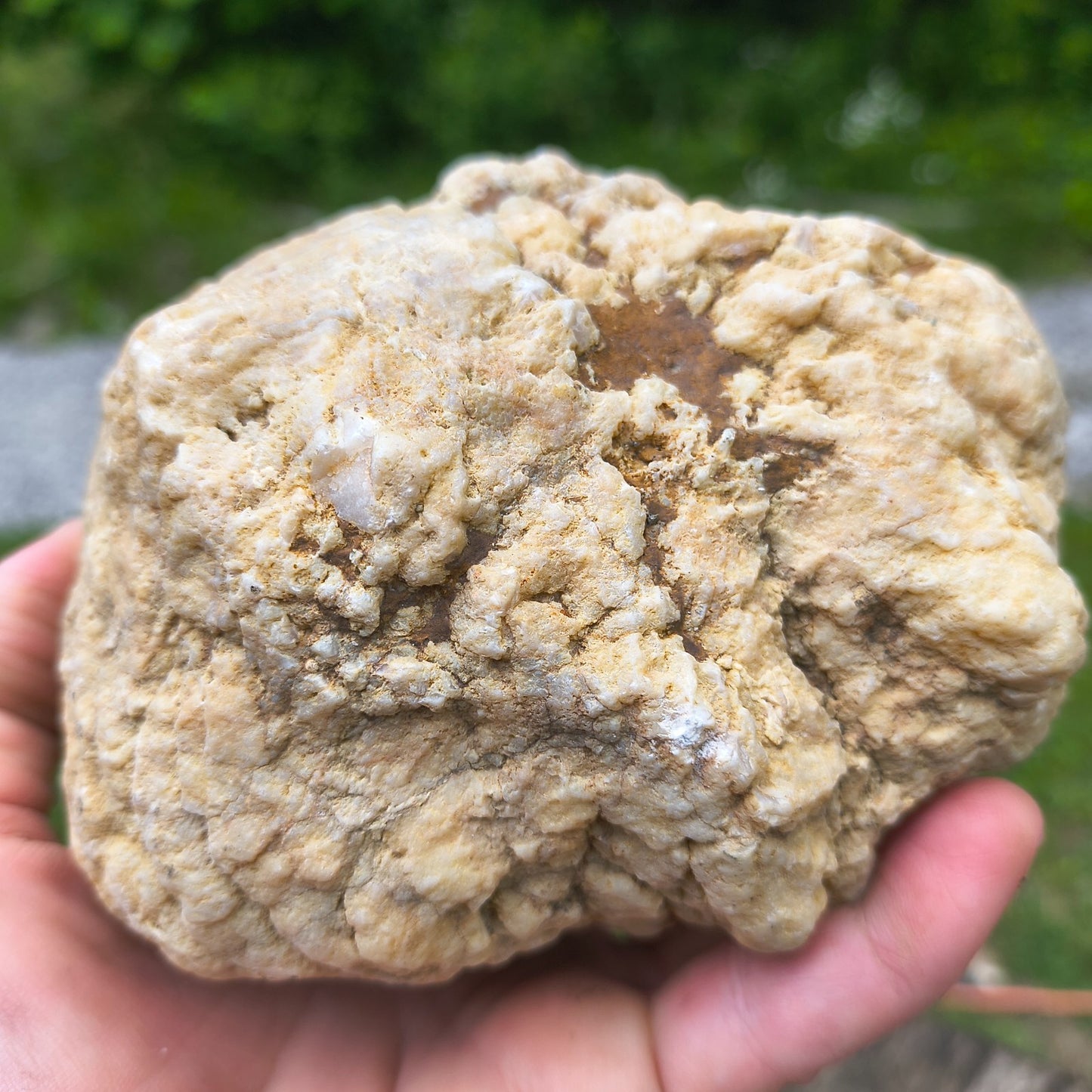 3.67 lb Natural Kentucky Geode, Unopened Whole Exact Specimen, 14 Inch Circ, Bonus – Fishing Creek, KY