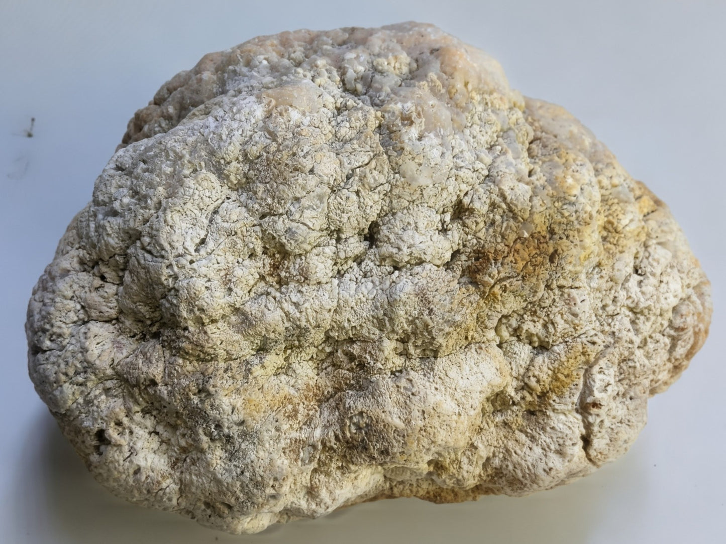 Exact Kentucky Geode Rattler, 7 Inch Hollow Crystal Specimen, Unopened 17 Inch Circ – Fishing Creek, KY