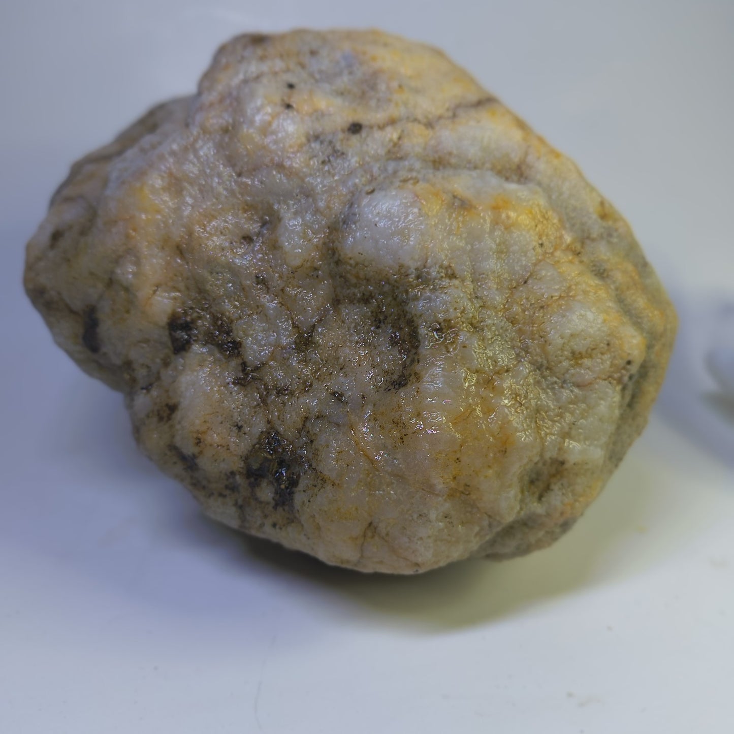 5.81 lb Kentucky Fossil Geode, Horn Coral Crinoid, 7.5 Inch, Hand Picked KY Natural – Fishing Creek, KY