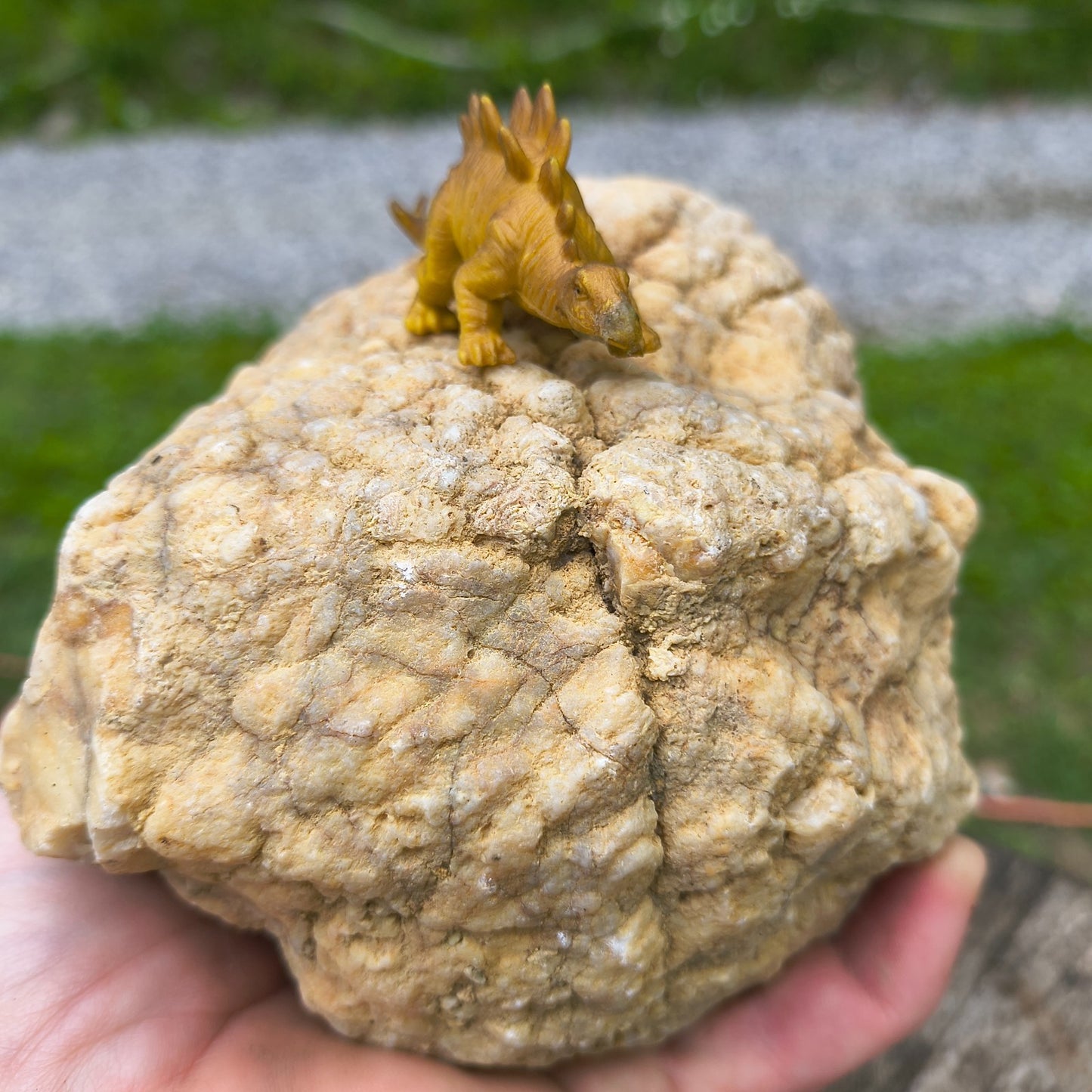 3.67 lb Natural Kentucky Geode, Unopened Whole Exact Specimen, 14 Inch Circ, Bonus – Fishing Creek, KY