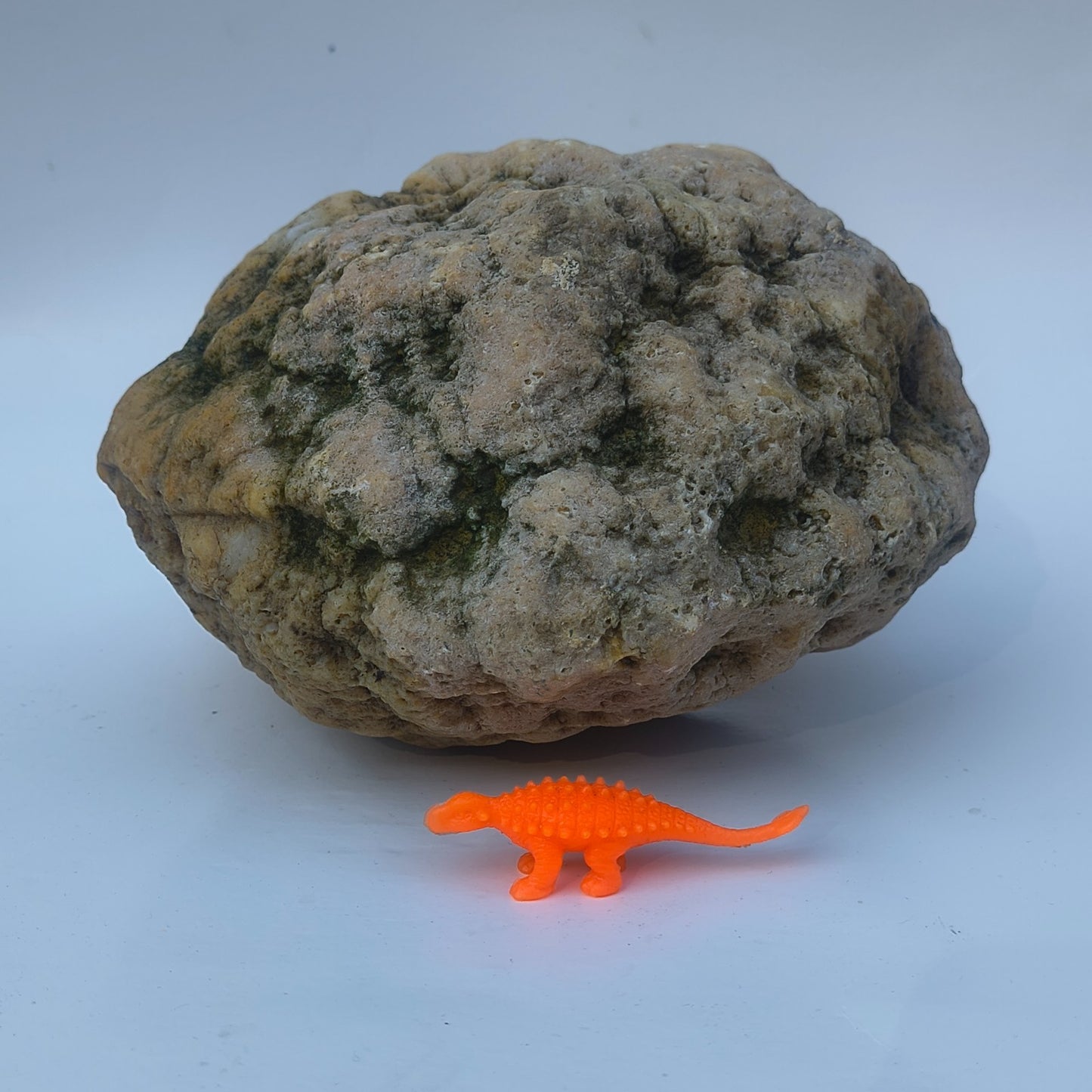 9.25 lb Unopened Large Geode Nodule, Natural Kentucky Crystal Quartz, Uncut – Fishing Creek, KY