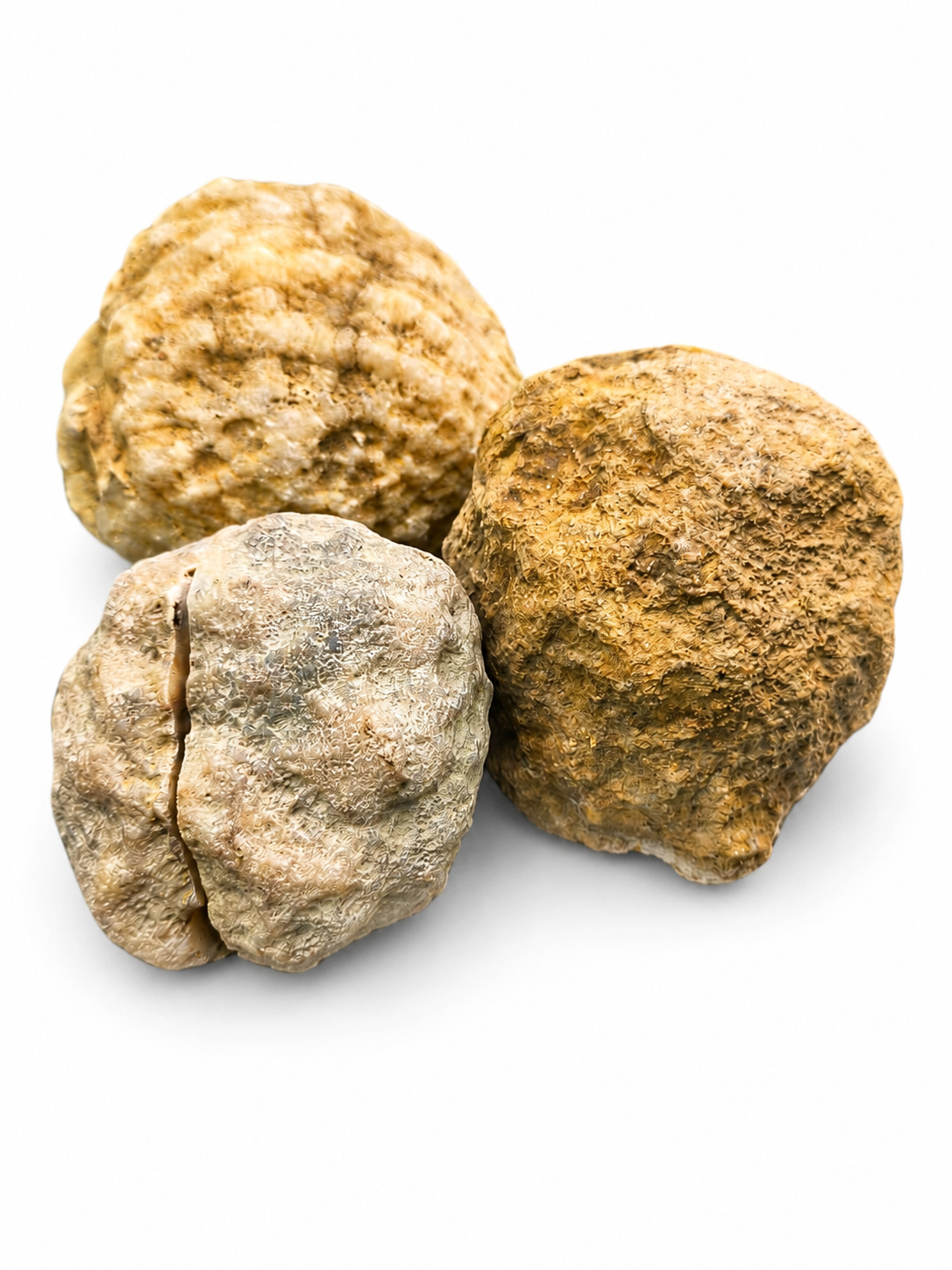 Group of whole natural Kentucky geodes on a white background, from a 5 lb crack-your-own geode lot