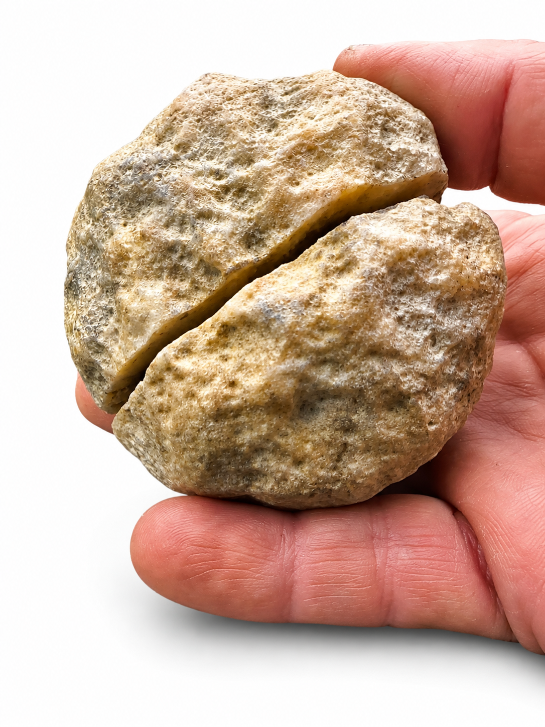 Whole uncracked Kentucky geode with saw-scored seam held in hand, from a 5 lb easy-open crack-your-own geode lot